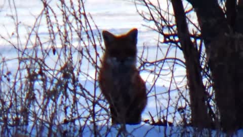 Red Fox