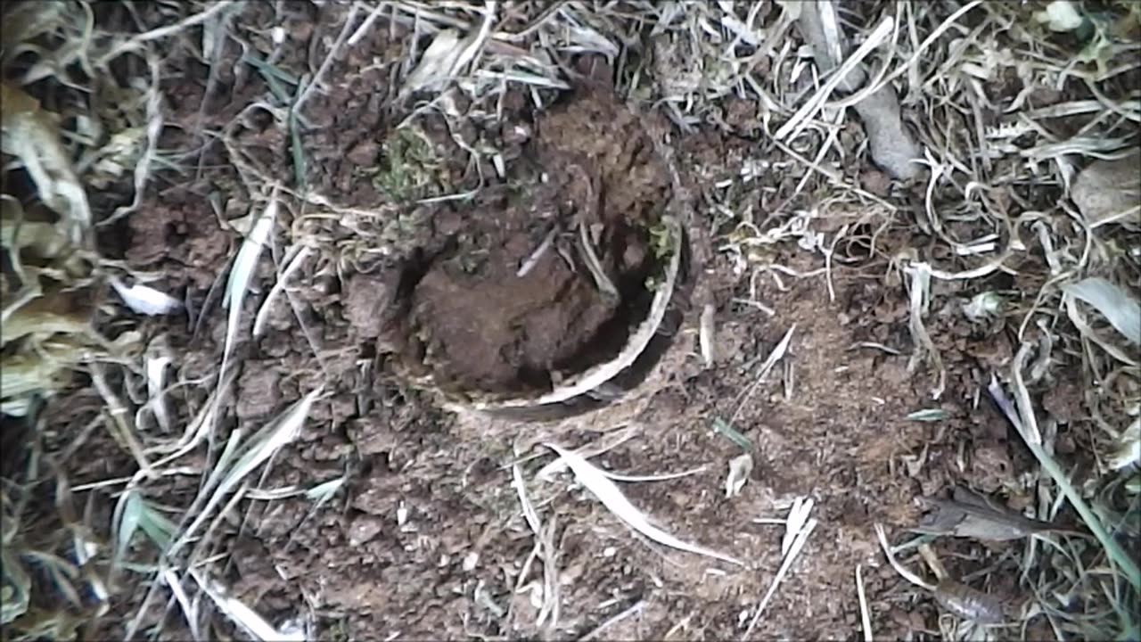 Trapdoor Spider On The Hunt For Moths