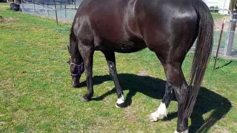 OTTB with a few health problems.