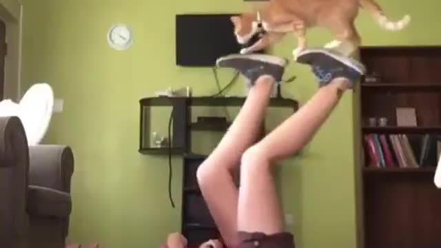 Amazing cat | a treadmill for a kitty