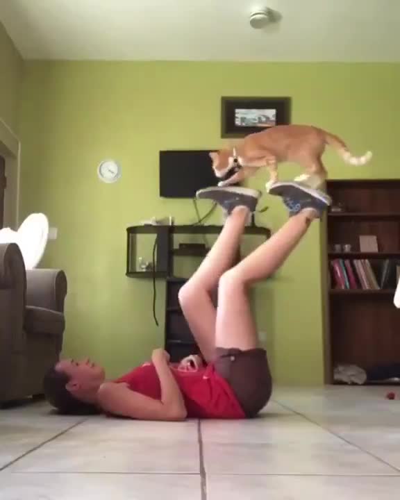 Amazing cat | a treadmill for a kitty