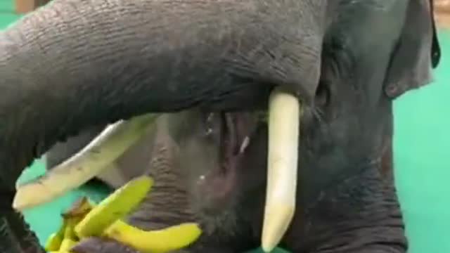 We're gonna need a bigger banana