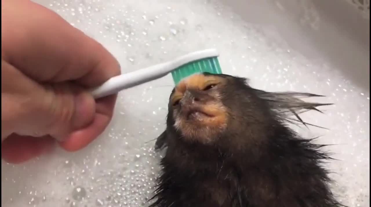Common Marmoset Monkey