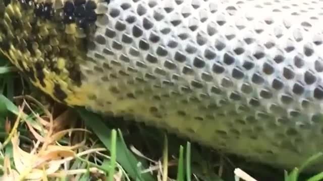 amazing snake skin molting process