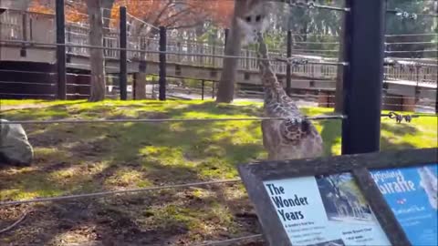 Cute Baby Giraffe