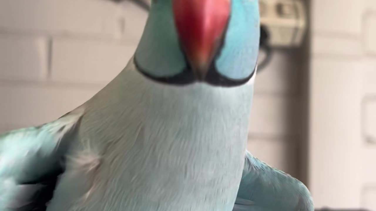 🐓 Bird's 🐓