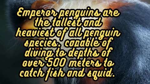 Animal Facts Emperor Penguins #shorts