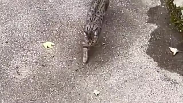 cute and lovely to cat videos