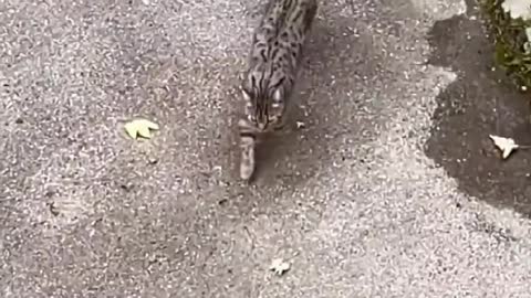 cute and lovely to cat videos