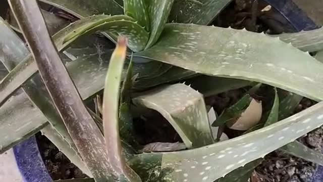 home grown aloe vera