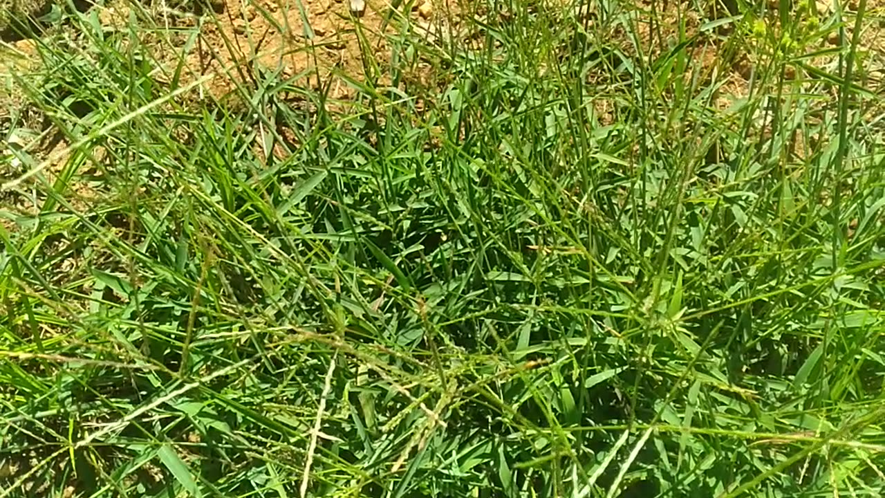 Crabgrass vis-a-vis Goosegrass?