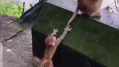 funny animals