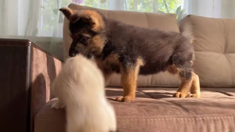 Puppy and kitten playing