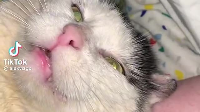 cute cat