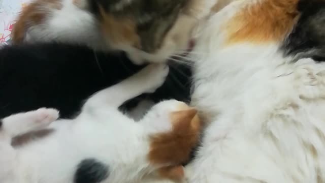 Triplets On Bed With Mummy After Bathing