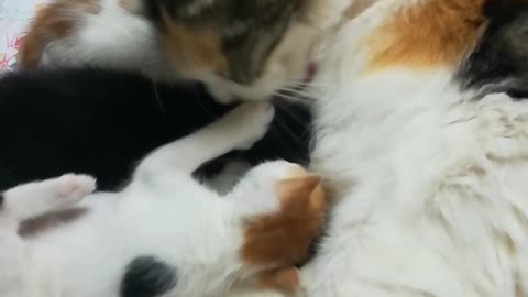 Triplets On Bed With Mummy After Bathing