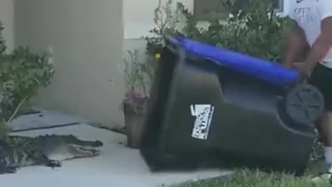 Florida man entraps trespassing alligator