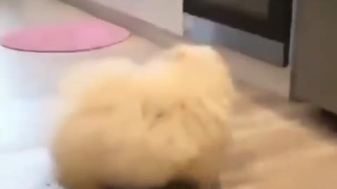 Very cutest puppy dog ever You need to watch