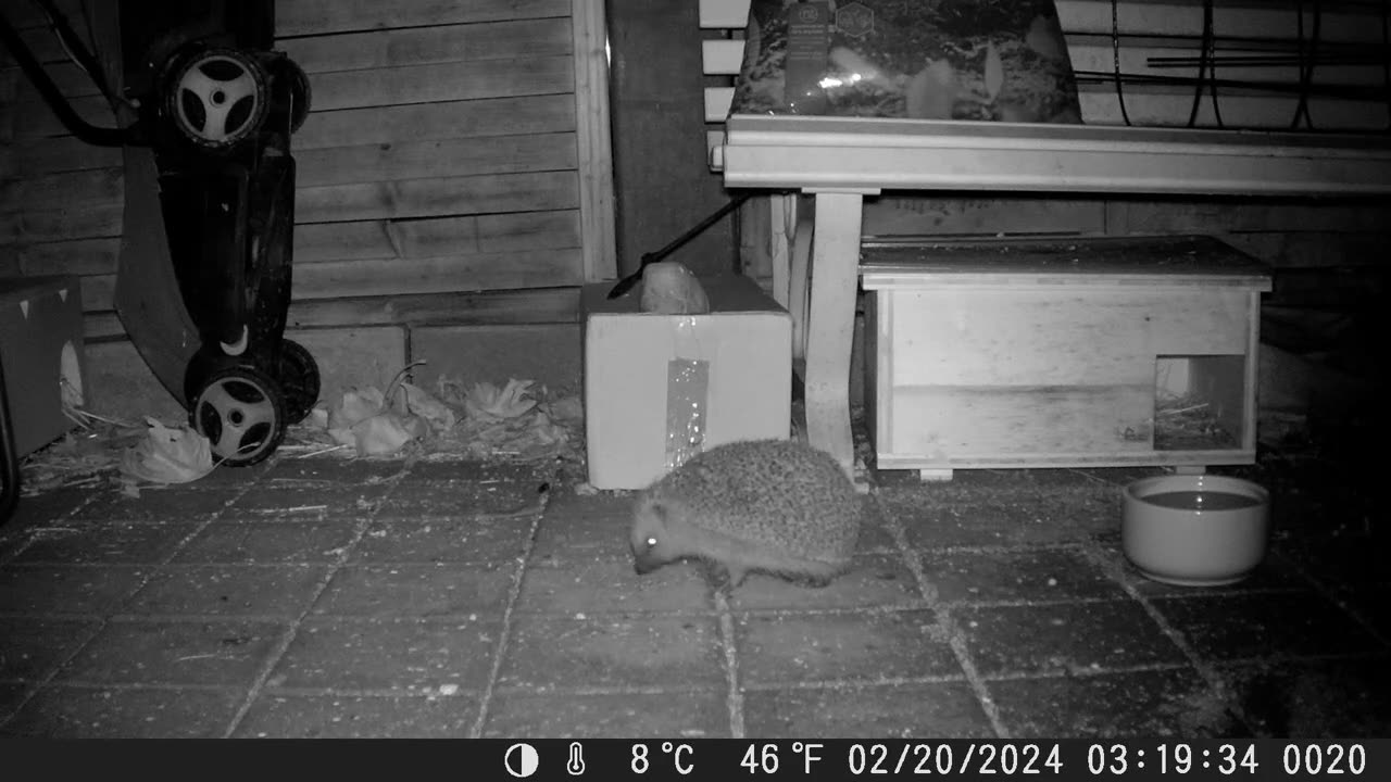 Hungry hedgehog up too early in the year - Hungriger Igel, der zu früh aufgewacht ist