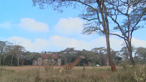 Giraffes mill around outside an old mansion in Kenya