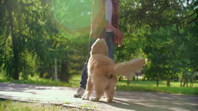 A boy playing with beautiful dog