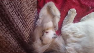 Small kitten playing with bigger cats tail red couch