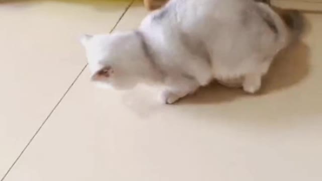 Encounter a cat