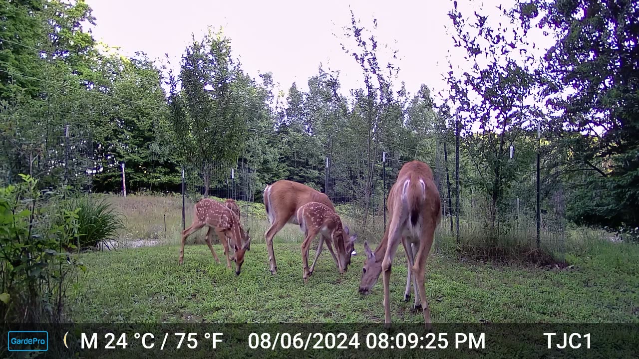 Fawn wants to nurse