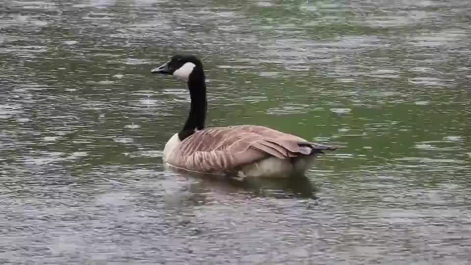 goose-canada-goose-waterfowl-bird