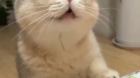 why the cats looks like that