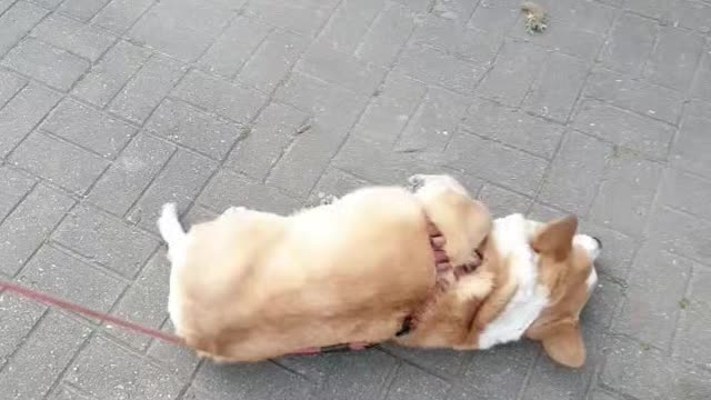 Puppies are charming~