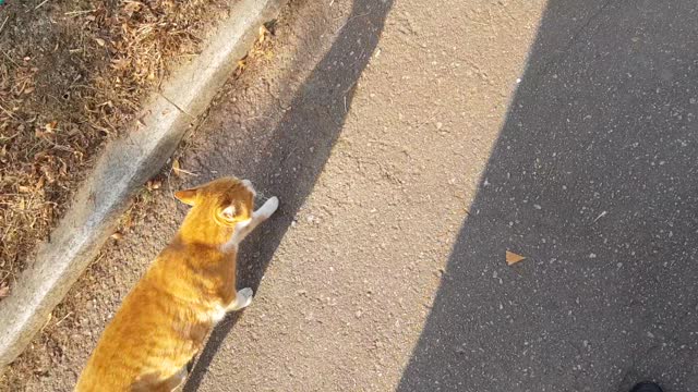 A cute cat follows me!!