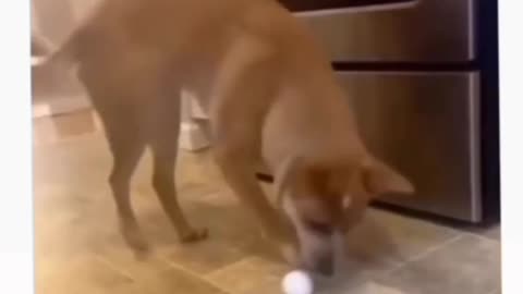 Funny dog video