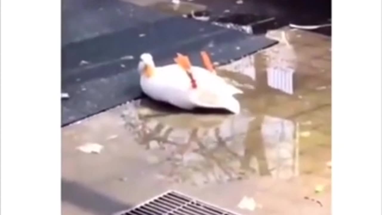 Funny And Cute Animals Short #116