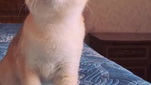 Curious cute kitten.