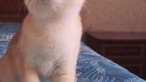 Curious cute kitten.