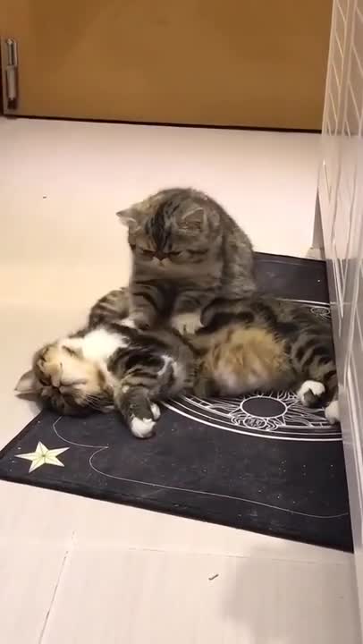 10 Sounds Cats Love To Hear The Most