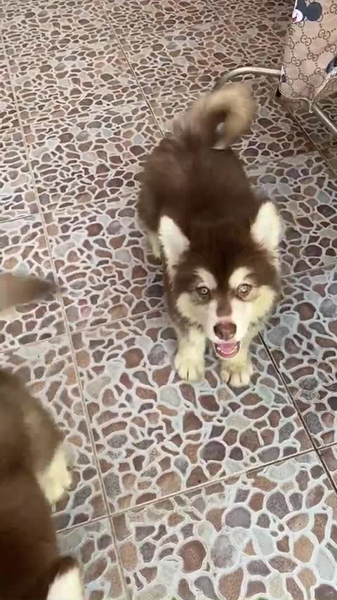 How to handle your dogs when they break