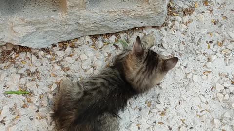 two cute cats playing with each other