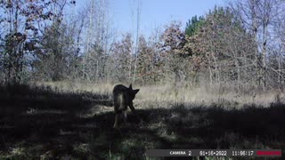 Wild Coyote Plays in Front of Game Camera