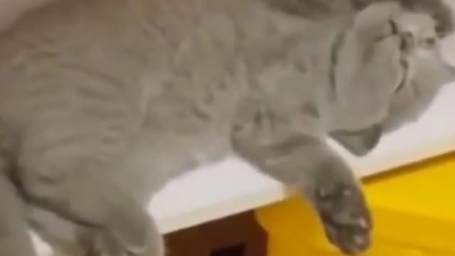 CUTE ANIMALS THAT WILL SHOCK YOU 😮