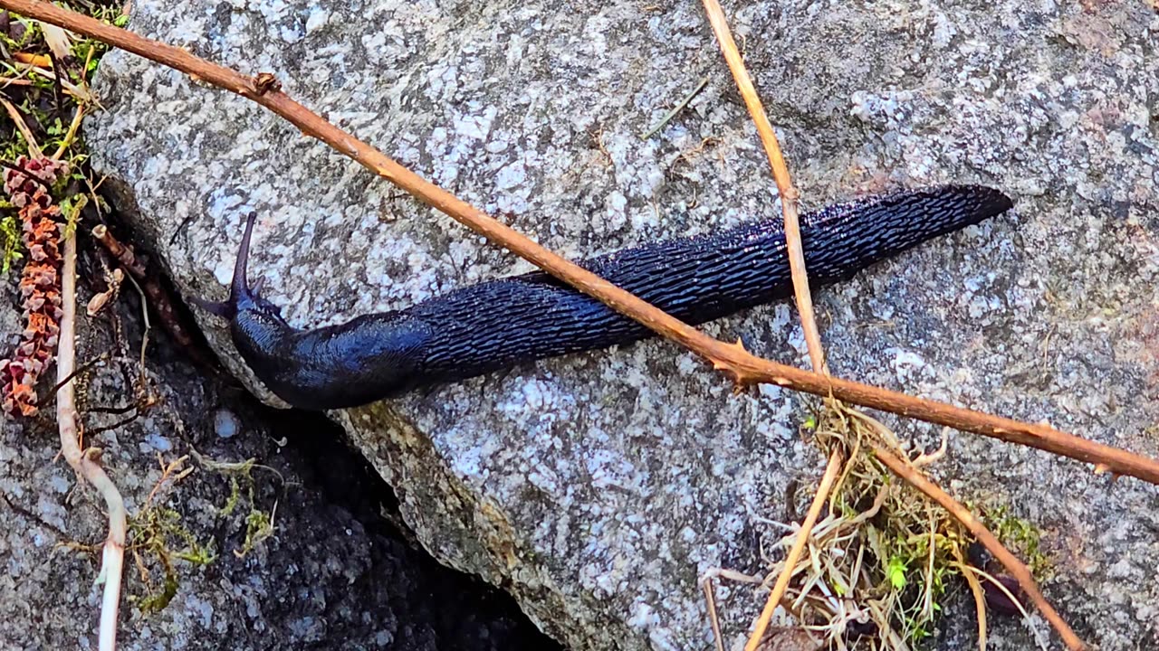 Black nudibranch by a river / Large snail in nature.