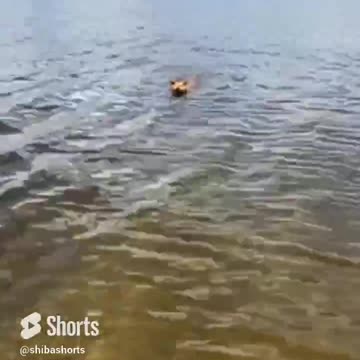 Sometimes You Just Need to Get Thrown Into the Lake Over and Over