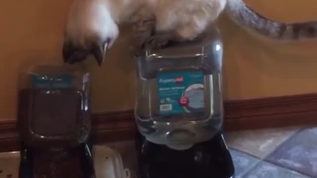 Amazing Cat Video | Funny Cat Video | Cat amazed at its water jug