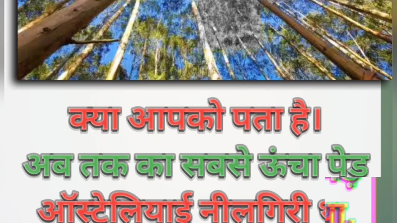 दुनिया का सबसे लंबा पेड़ Amezing fact #fact #viral #short