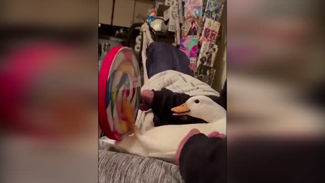 Musical duck