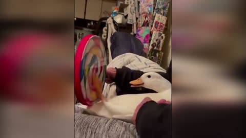 Musical duck