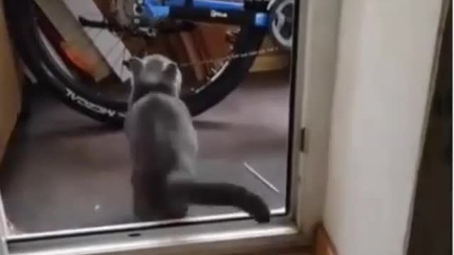 Poor😩Cat🙀..