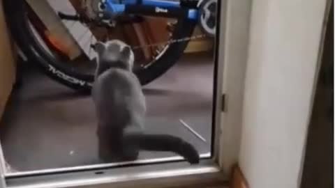 Poor😩Cat🙀..