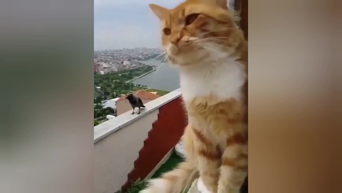 The Cat Is Angry When The Bird Is Noisy